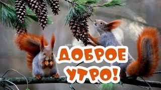 Доброе утречко! Видео открытка с добрым утром , бесплатно!