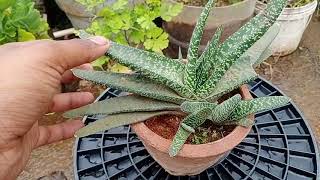 How to grow and care Gesteria plant in Hindi/ Urdu.