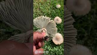 Poison Mushrooms?