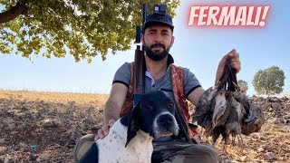 2022 FERMALI BILDIRCIN AVI - AVA DOYDUK !!! Quail Hunting in Turkey - GoPro