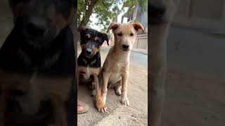 Baaki sab theek ? || bhediya || Doglovers || Aakhari_Tasweer