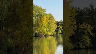 Autumn Reflection   #shorts #fyp #leaves