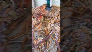 Big lobster #fishing #spearfishing #atlantic #florida #lobster #reef #giant #commercialfishing