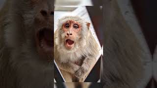 Teri aankhe nashili Monkey Funny video edit