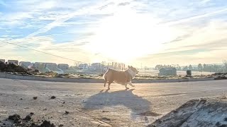 Fred's Morning Walk Livestream Replay I - The New 360 Camera Test. #corgi #corgifun