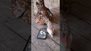 Hen hatching bulb and mobile | hen hatching funny videos | #aoneaseel #chicken