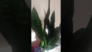 САНСЕВИЕРИЯ Блек Драгон   - Sansevieria Black Dragon