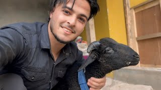 Qurbaani Ke Liye Bakra Le Liya 😍 || Faheem Vlogs