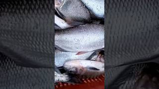 pescando em casa