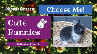 DISCOVER CUTENESS - Cute Bunnies Netherland Dwarfs