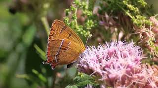 Brown Hairstreak butterfly (Thecla betulae)