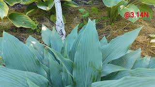 🍀хоста Hanjas IDA#petrnovar #запоріжжя #hosta