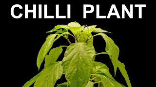 Chilli plant growing - Time lapse [4K]