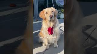 Precious😍#dog #doglovers#pets #petcare #ytshorts #viralvideo #dogshorts