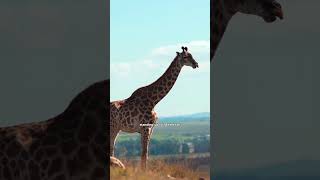 Interested Facts about Giraffe #giraffe #animals #wildanimal #wildlife #nature