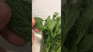 I found alive worm inside my Trader Joe's mint leaves