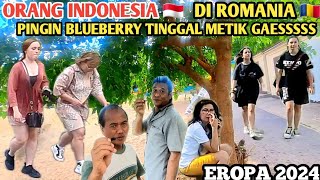 PINGIN BLUEBERRY DISINI TINGGAL METIK DARI POHONNYA ‼️ TULCEA ROMANIA 🇹🇩