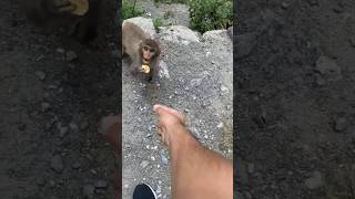 Fun with monkeys In Nathia gali #monkeys #viral #ytshorts #islamabad #shortvideos #shorts