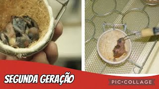 Genética não é algo construído da noite para o dia. Segunda geração aqui no criatorio.