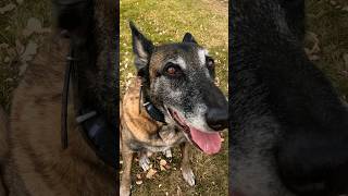 Ranger finds human muscle. Search and Rescue K9. #belgianmalinois #searchandrescue #workingdog