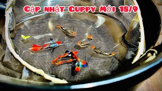 Cập nhật Guppy Vip 18/9/2023 | Săn Cá guppy Vip tuyển Giống