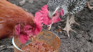 Chickens try chili. Will chickens eat chili?