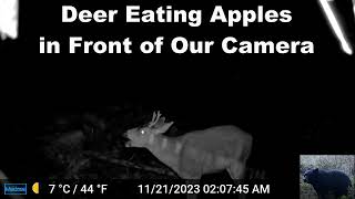 Deer Eating Wild Apples at Night in Front of Our Trail Camera