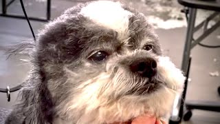 Grooming a Shih Tzu mix (Part 2 of 2)