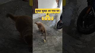 #viralvideo #shortvideo #youtube #ytshortsindia #shortsfeed