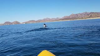 Chasing dolfins in the Sea of Cortez