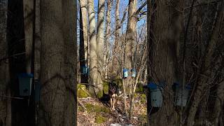 Maple Magic: Tapping into Syrup Season 🍁