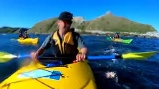 Lobito marino, sorprende a amantes del kayak.