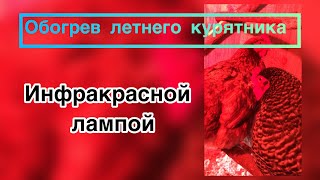 Обогрев летнего курятника инфракрасной лампой.