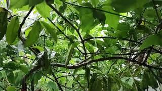 Rain falling on Leaves in the Tropical Garden/Relaxing Atmosphere with Plants