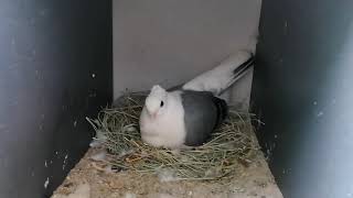 Fancy pigeons