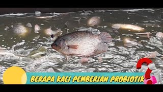 BERAPA KALI PEMBERIAN PROBIOTIK PADA KOLAM GURAME - CARA BUDIDAYA IKAN GURAME DI KOLAM BETON #ikan