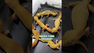 Lemon Frost ada di alam? Yakin?? 🤔#lemonfrost #lemonfrostleopardgecko #gecko #geckodialam