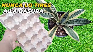 NUNCA MÁS tires los Cartones de Huevos Usados valen oro  para Tus PLANTAS