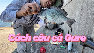 Cách câu cá Gure (cá rô đen) | Câu Cá ở Nhật | Gia Đình Cá Tráp