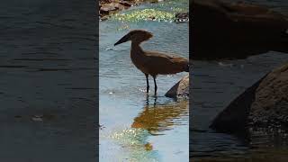 Harmerkop bird in Etosha National Park, Namibia.