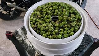 Drying out Hops