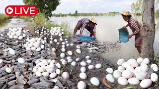 Fishing on the road-Top fishing Techniques,  A fisherman catch fish at field,  Best hand fishing