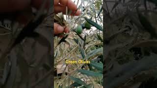 green Olives #olivetree #shortsvideo #naturelove #nature #quettadiaries