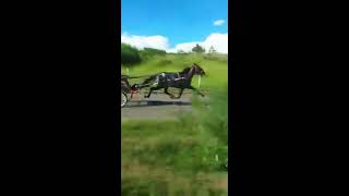 Obregon x Anastácia = Obregon pista nova Campinas SP Disputa de Trotador x Marchador