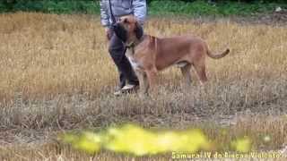 Fila brasileiro. "Rey's Pride" kennel.