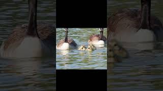 A Gaggle Of Geese In The Water..#birds#bird#geese#babygeese#birdslover#youtubeshorts #shorts#short