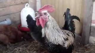 Galo Heavy Metal (Heavy Metal Rooster)