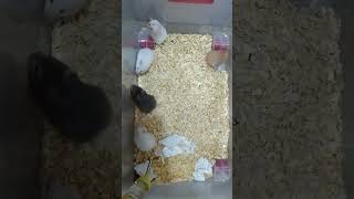 hamsters for sale in mumbai #hamsterbabies #hamsterbreeding #forsale #mumbai #cute