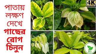 From Yellow to Green: The Ultimate Guide to Fight Chlorosis | ক্লোরোসিস সমস্যার সমাধান @RAJGardens