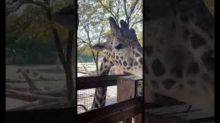 Feeding Giraffe at Dallas Zoo #feeding #lettuce #giraffe #dallaszoo #dallas #texas